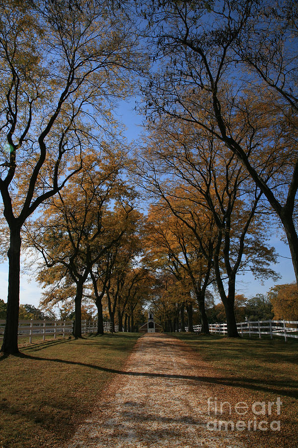 Fall Allee Photograph by Timothy Johnson