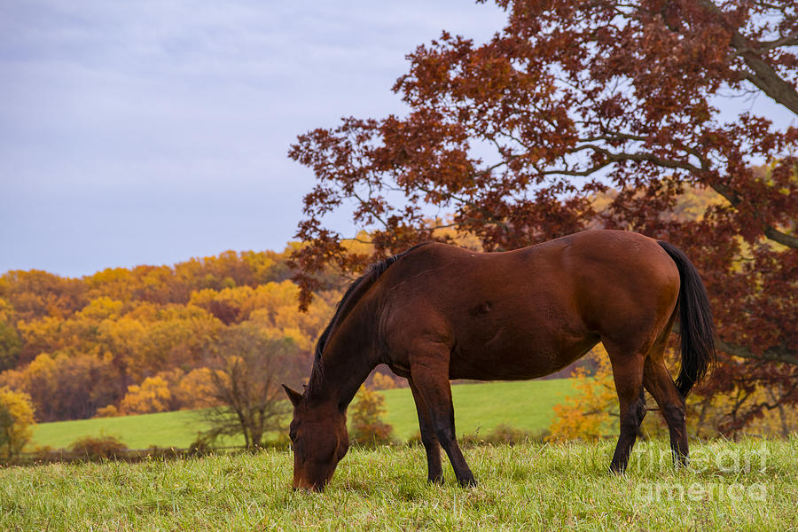 Fall Photograph - Fall and a Horse by Rima Biswas
