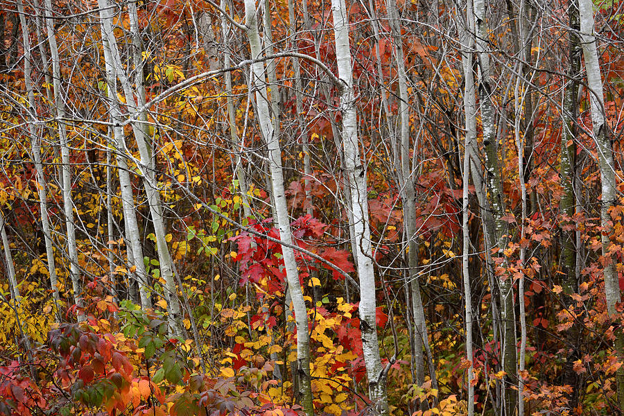 Fall and Birch Trees Photograph by Forest Floor Photography