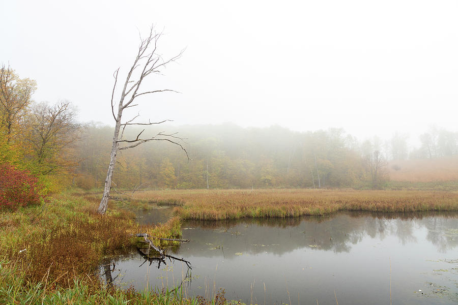 Fall and Fog Photograph by Penny Meyers