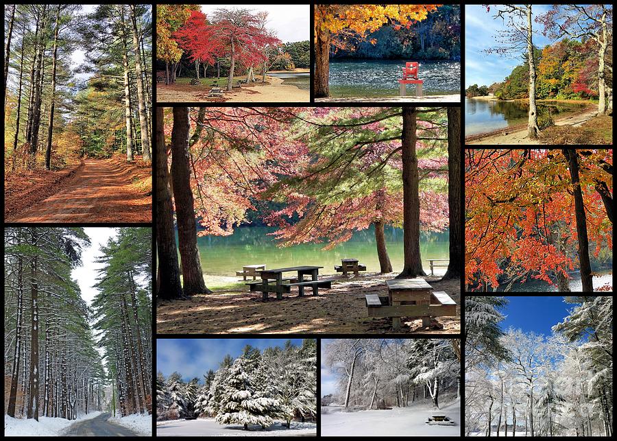 Fall and Winter at Morton Park Photograph by Janice Drew