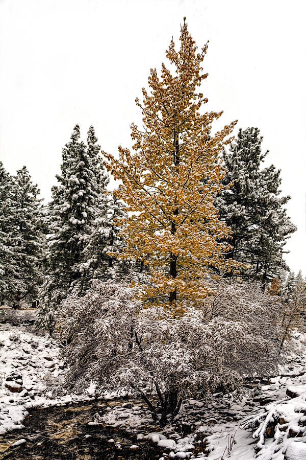 Fall and Winter Photograph by Maria Coulson