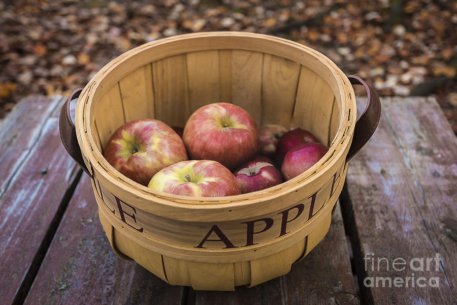 Fall Apple Basket Photograph by Alissa Beth Photography
