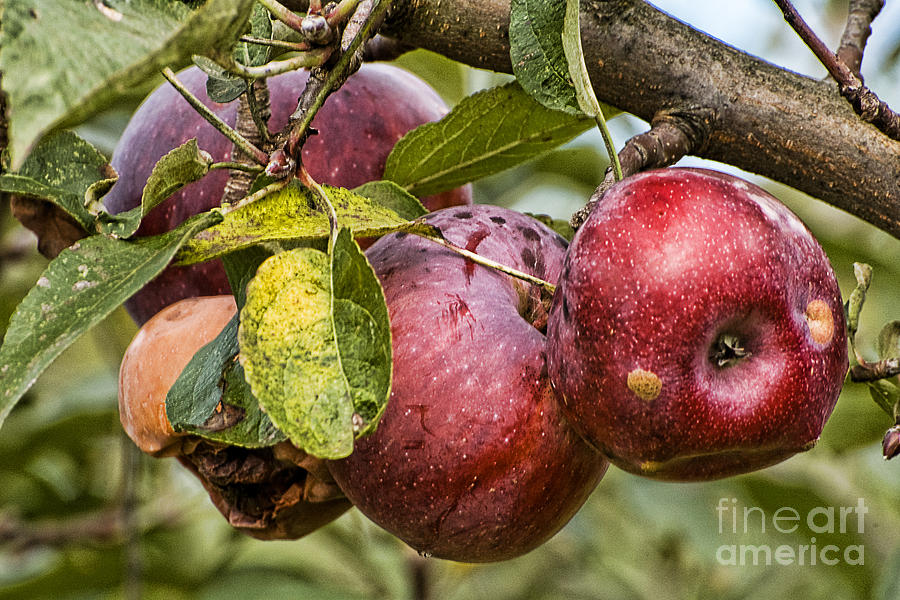 Apple Photograph - Fall Apple Harvest by Edward Sobuta