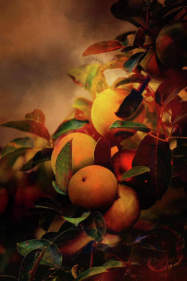 Apple Photograph - Fall Apples A Living Still Life by Theresa Campbell