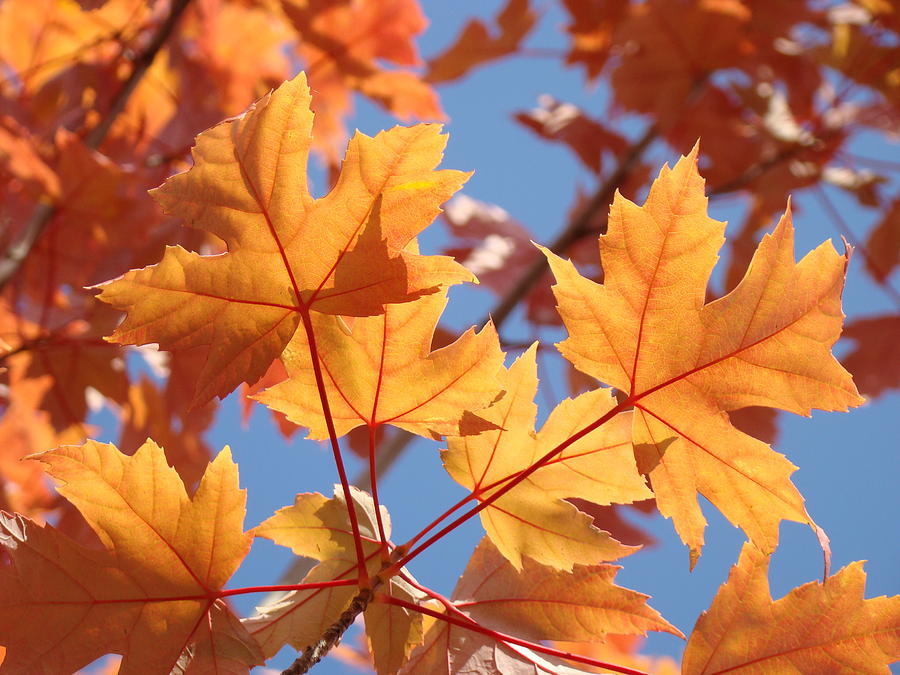 Fall Photograph - FALL ART Orange Autumn Leaves Blue Sky Baslee Troutman by Patti Baslee