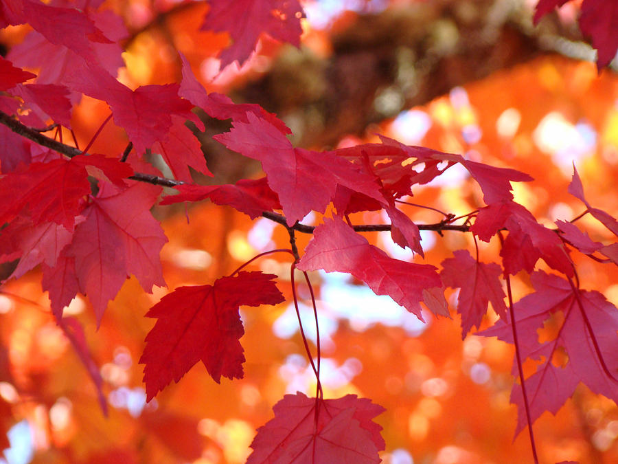 fall trees orange