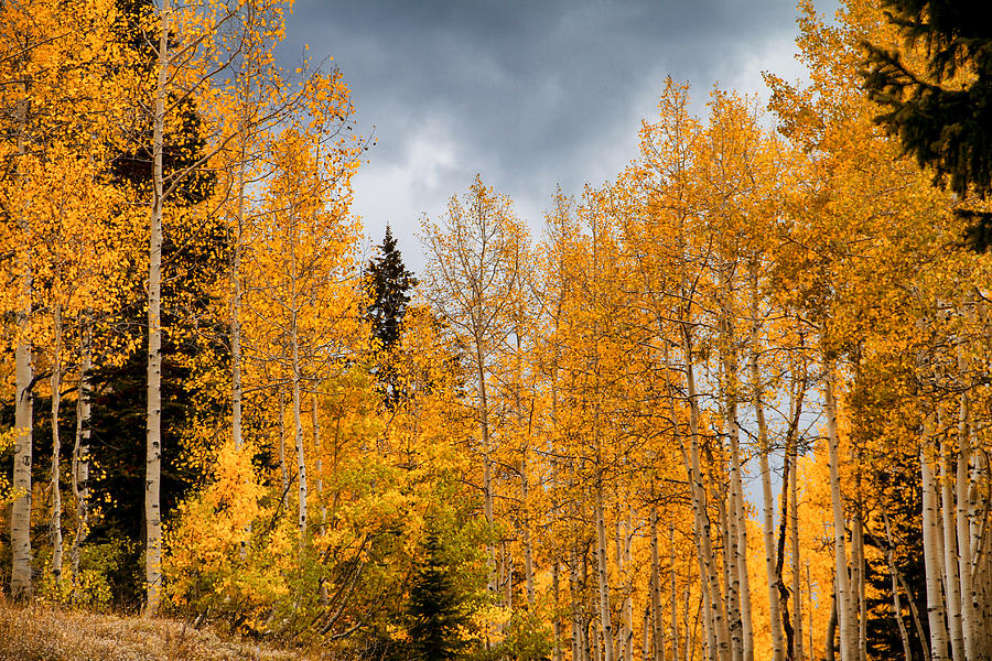 Fall Aspen Color Photograph by Juli Ellen
