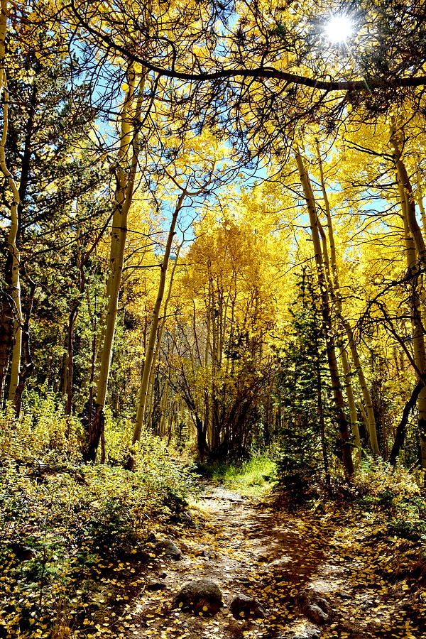 Fall Aspen Groves in Colorado Photograph by Amy McDaniel