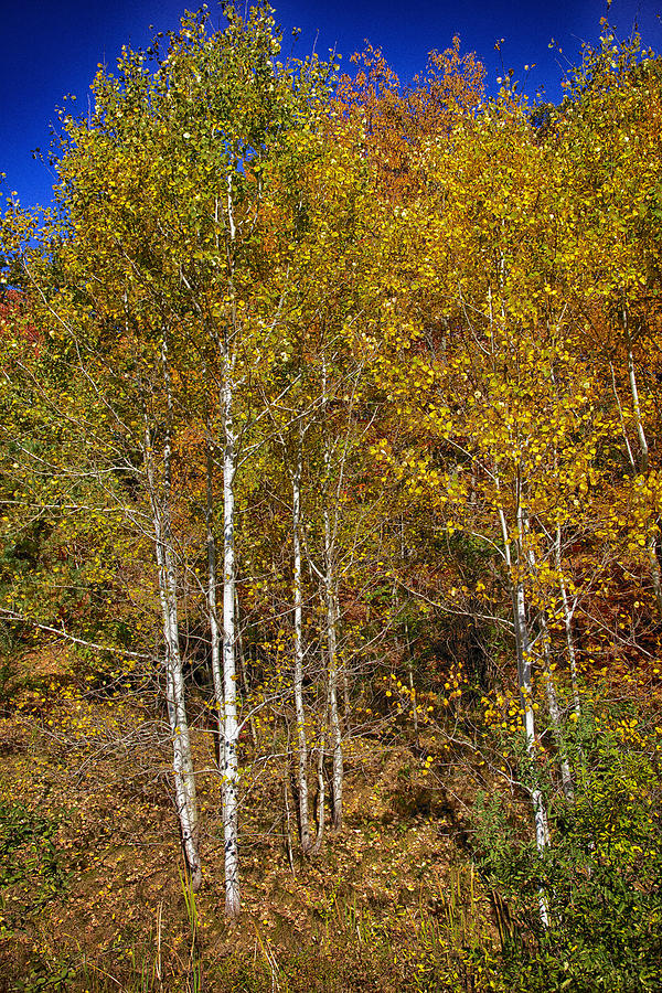 Fall Aspen Photograph by Hugh Smith