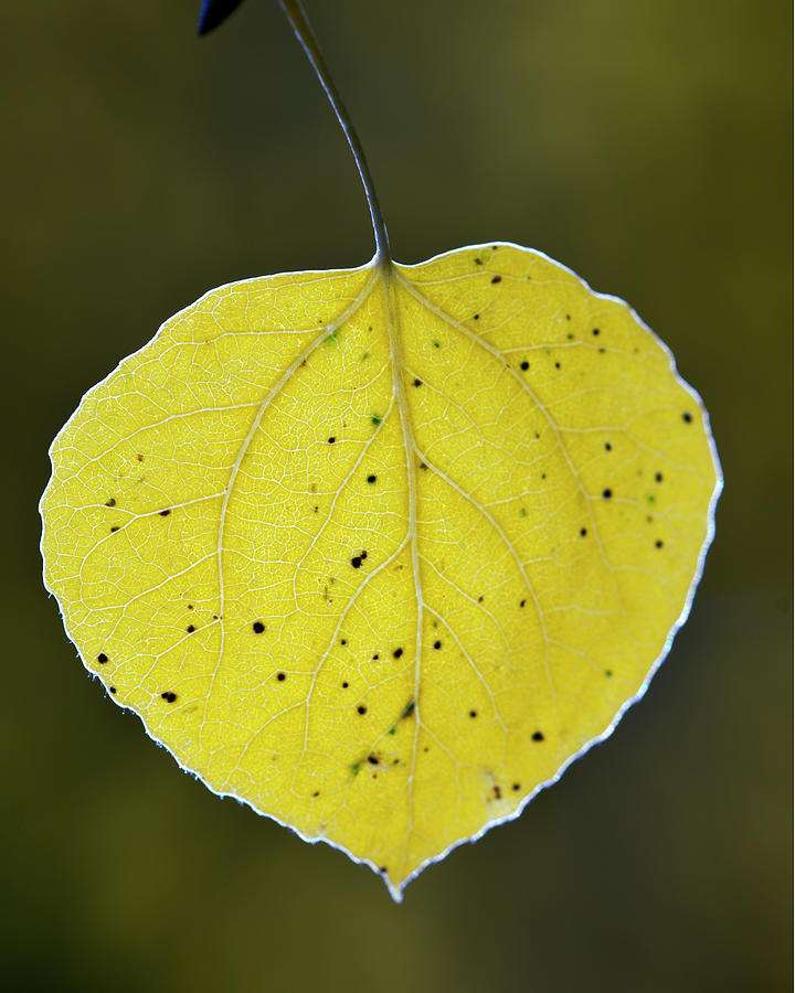 Fall Photograph - Fall Aspen leaf by Gary Langley