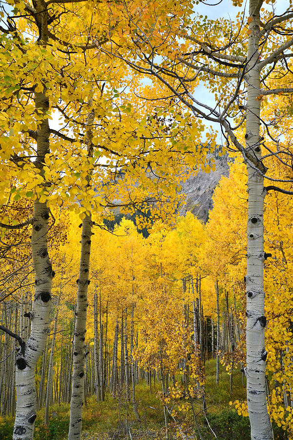 Fall Aspens at Ohio Pass Photograph by Ray Mathis