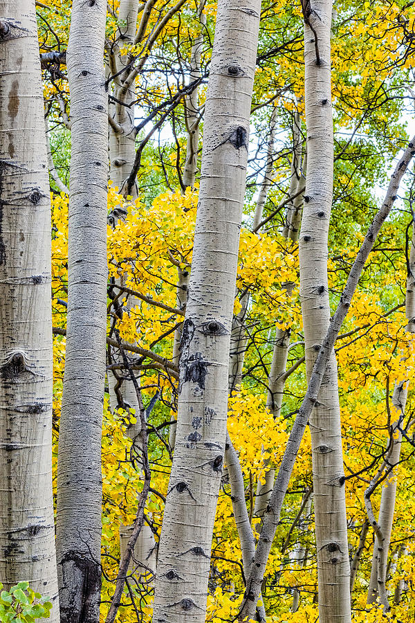 Fall Aspens - Crested Butte Photograph by Del Duncan