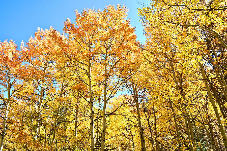 Fall Aspens in Colorado Photograph by Amy McDaniel