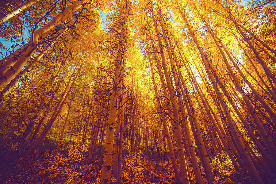 Fall Aspens in Colorado Photograph by Mountain Dreams