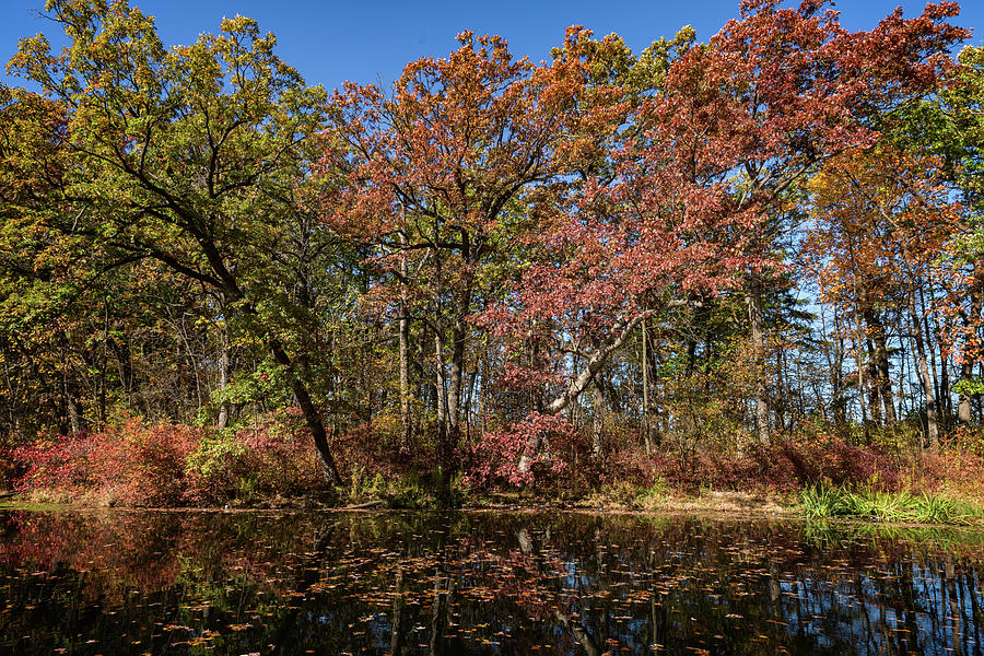 Fall at Holler Pond Photograph by CJ Schmit