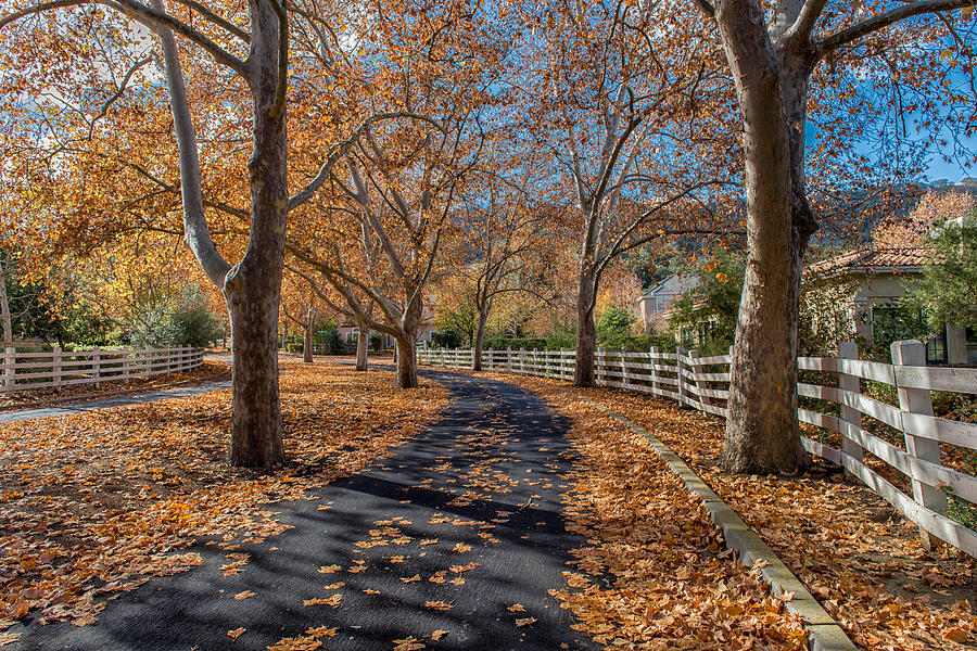Fall at Home Photograph by Robin Mayoff
