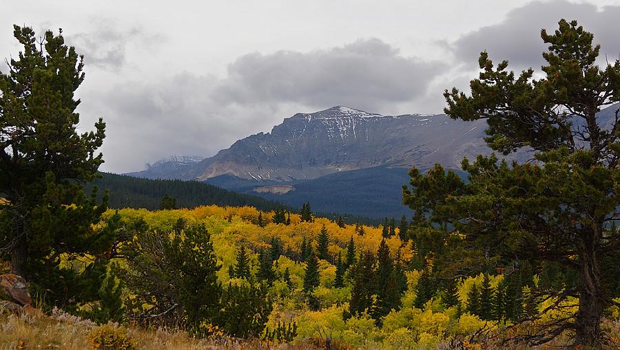 Fall at Kupunkamint Mountain with Bristle-cone Pines Photograph by Tracey Vivar