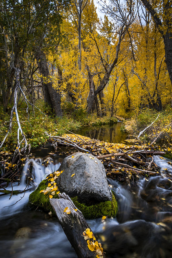 Fall Photograph - Fall at McGee Creek by Cat Connor