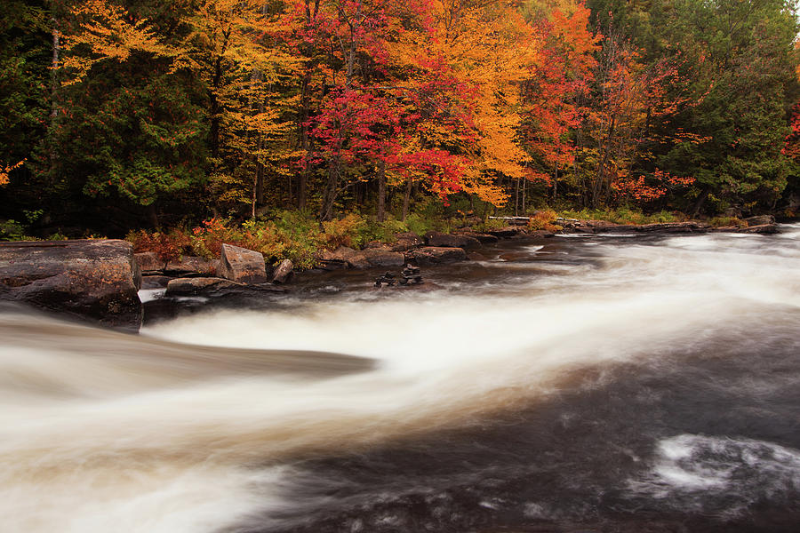 Fall at Oxtongue Rapids by Peter Pauer Fall at Oxtongue Rapids by Peter Pauer