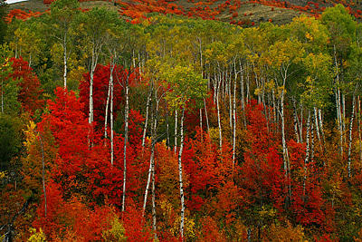 Fall at Palisades Reservoir Photograph by Gene Mace | Fine Art America