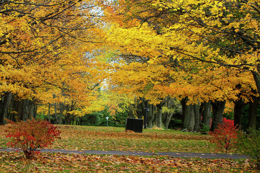 Fall at the park Photograph by Paula Cruz Cornejo - Fine Art America