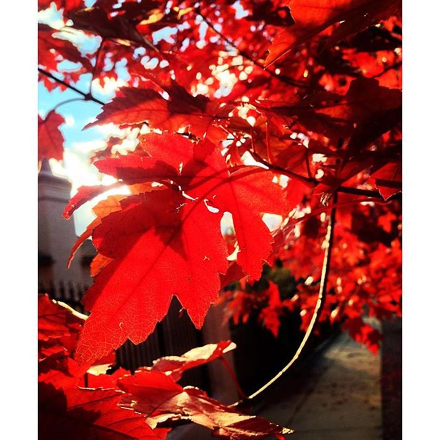 Fall Photograph - Fall Beauty. #red #fall #autumn #leaf by Melissa Tenpas
