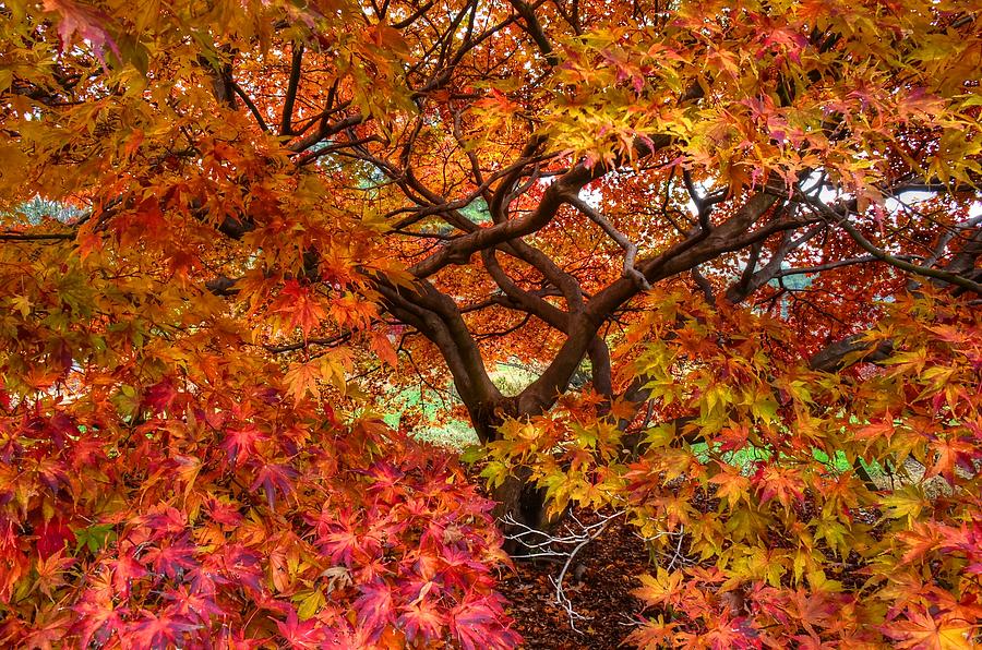 Fall at Arboretum Photograph by Ronda Ryan