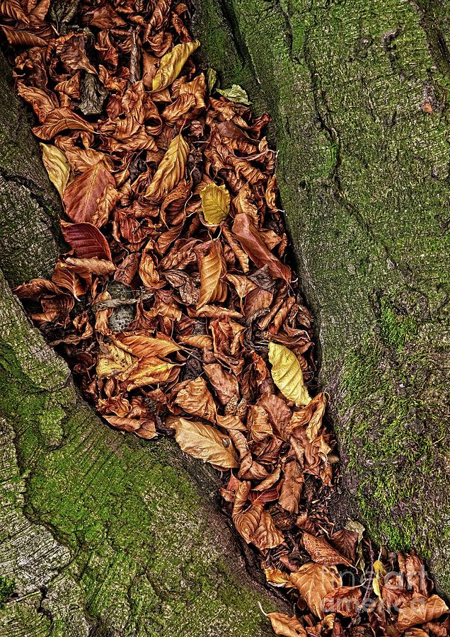 Fall Beech Tree Leaves Photograph by Martyn Arnold