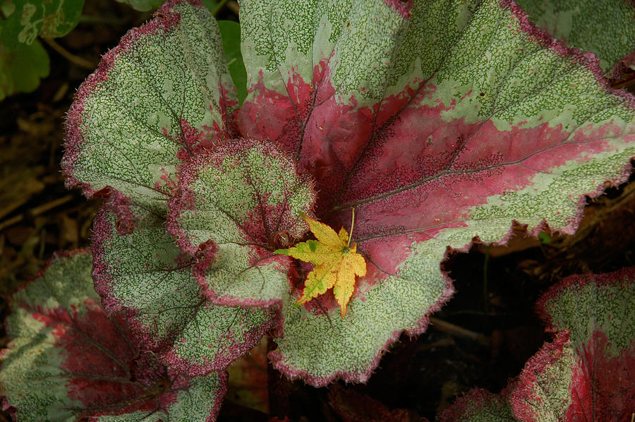 Fall Begonia Photograph by Gregory Blank