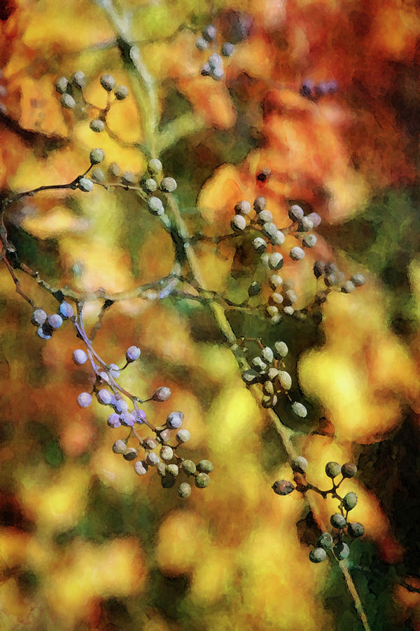 Fall Berries 7183 DP_2 Photograph by Steven Ward