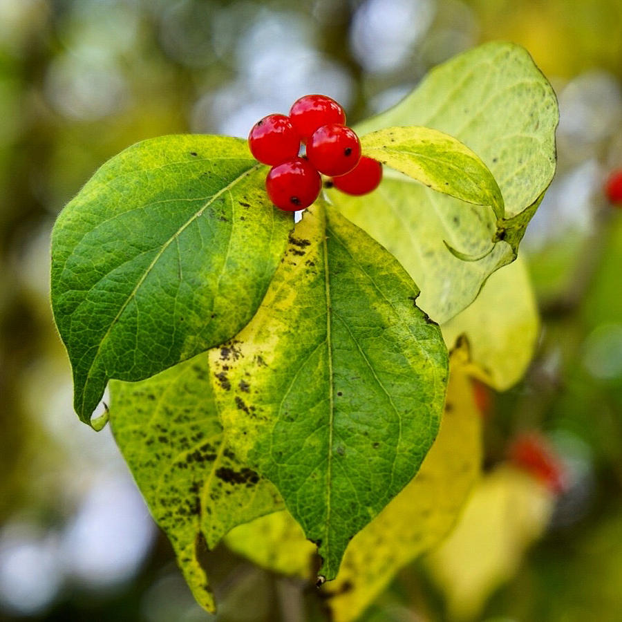 Fall Berries Photograph by Brooke Bowdren