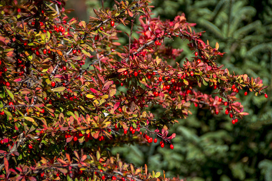Fall Berries Photograph by Lee Newell