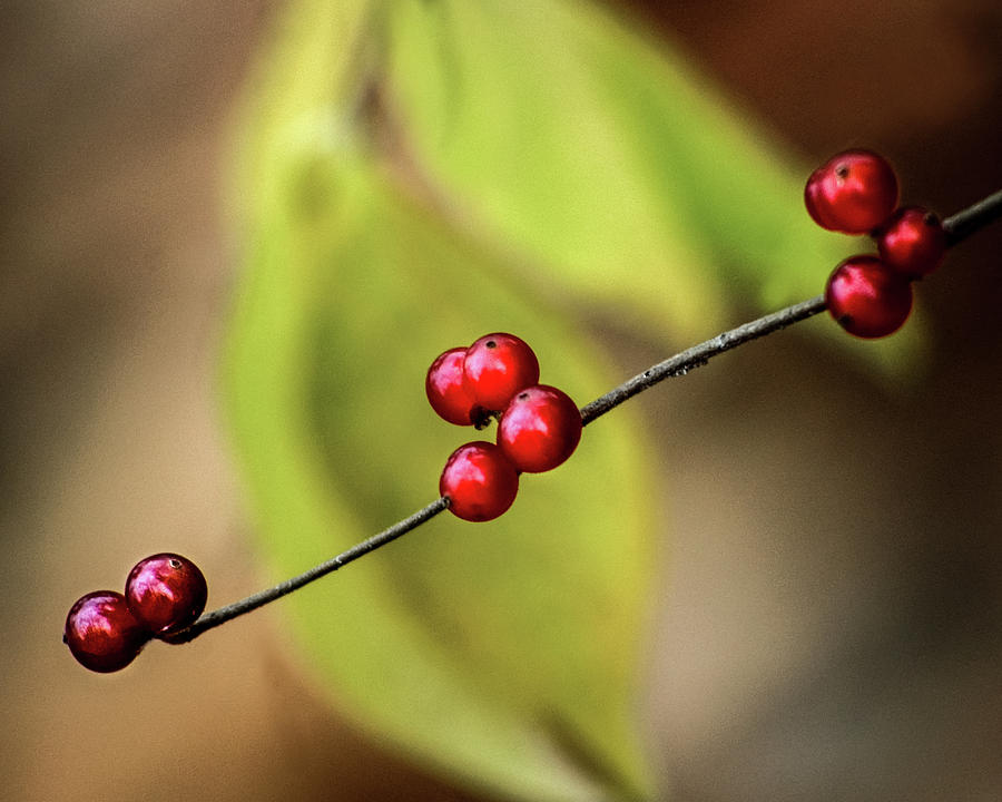 Fall Berries Photograph by Michael Arend