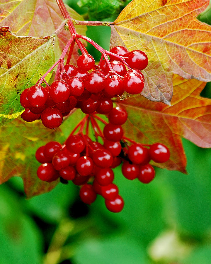 Autumn Photograph - Fall Berries by Michael Peychich Autumn Photograph - Fall Berries by Michael Peychich