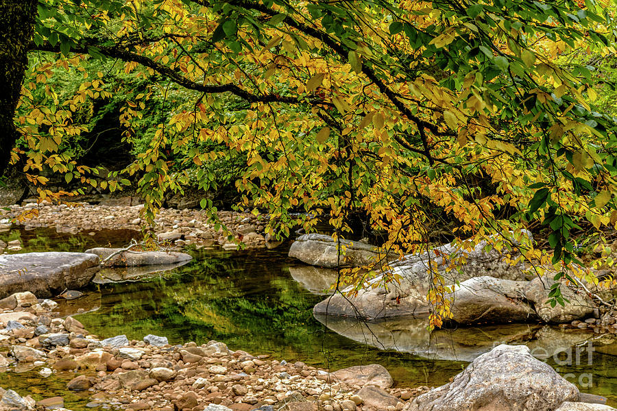 Fall Birch along Williams River Photograph by Thomas R Fletcher