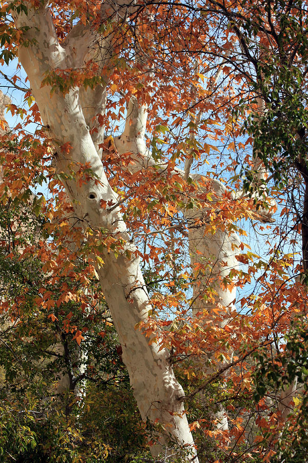 Fall Birch Photograph by Mary Haber