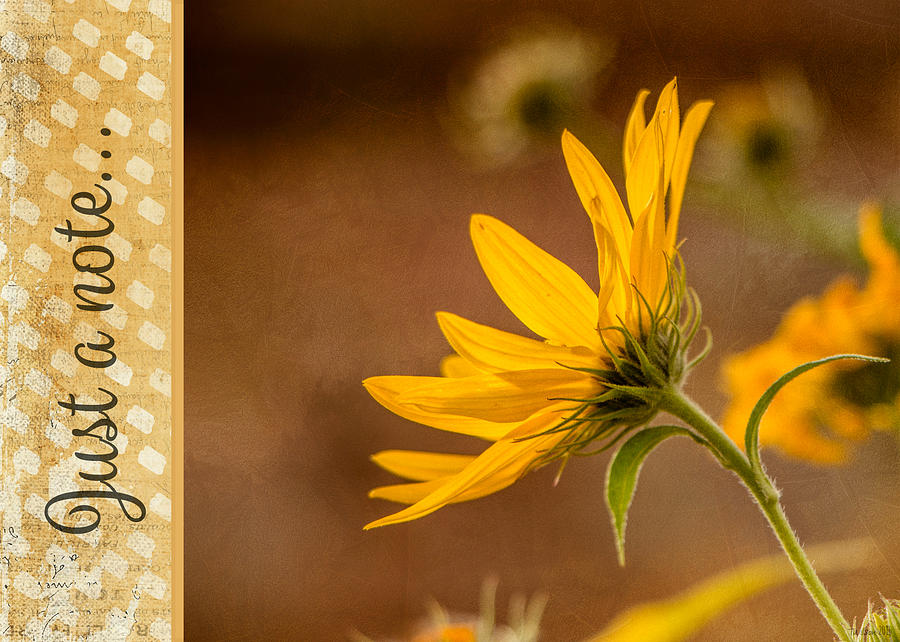 Fall Black-Eyed Susan - Just a Note Photograph by Teresa Wilson