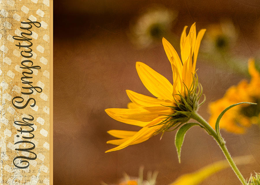 Fall Black-Eyed Susan - With Sympathy Photograph by Teresa Wilson