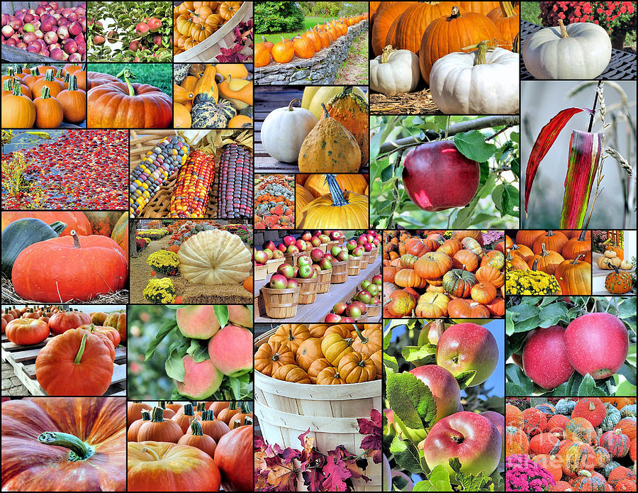 Fall Bounty Collage  Photograph by Janice Drew