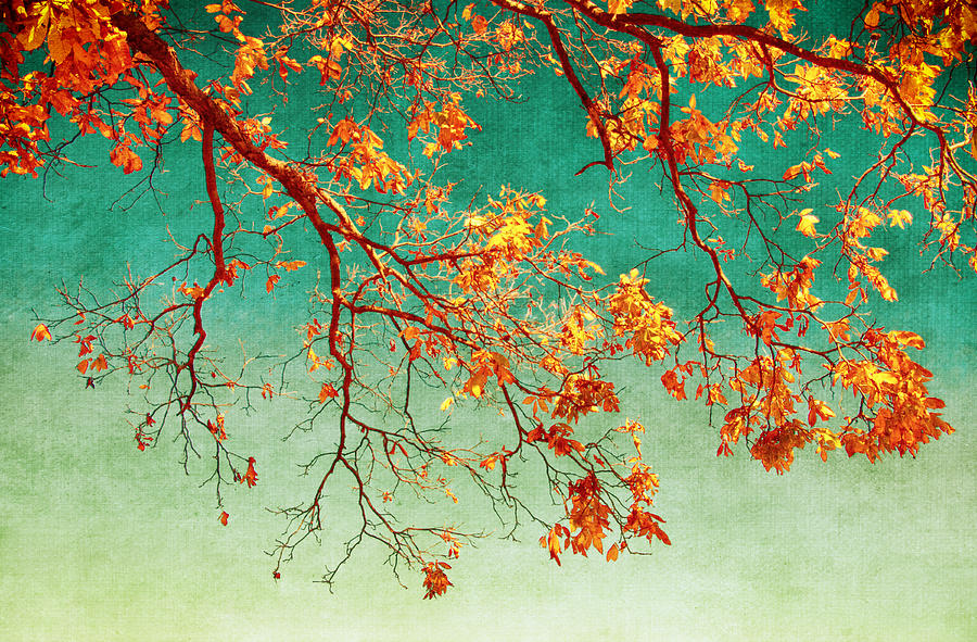 Fall Branches Photograph by Carolyn Derstine