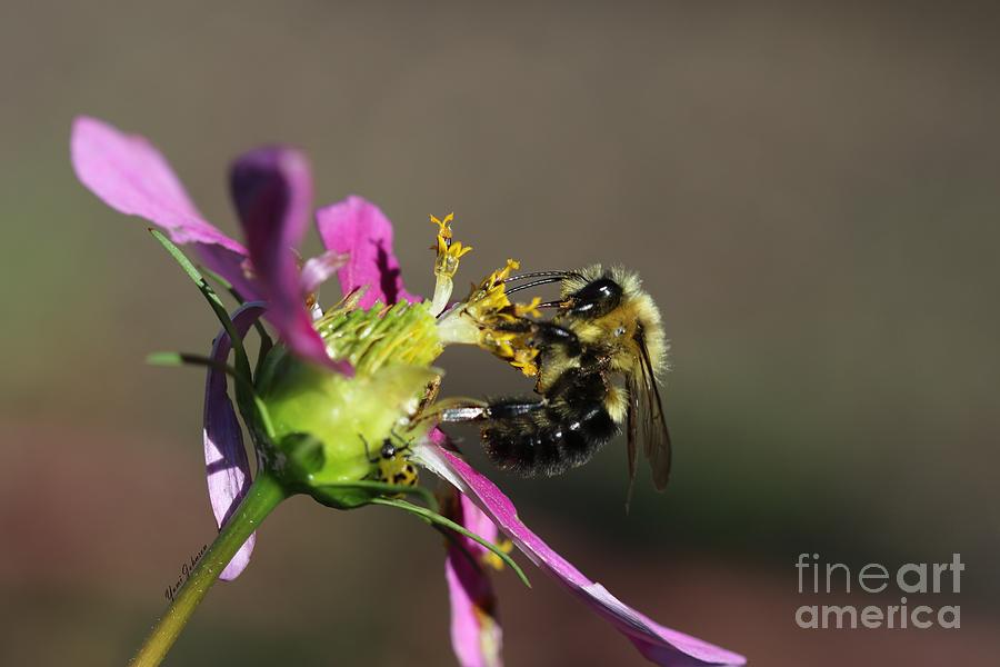 Fall Bumblebee   Photograph by Yumi Johnson