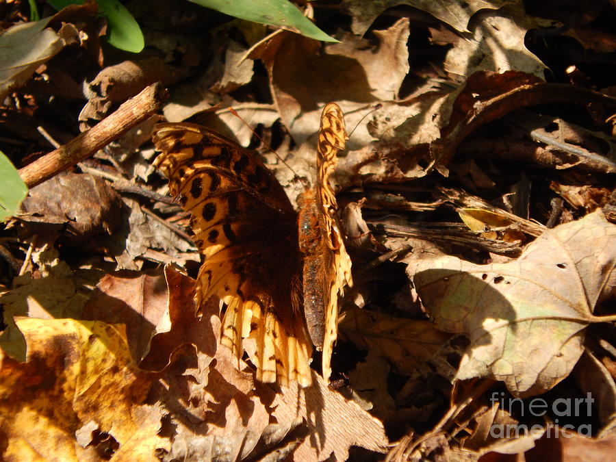 Fall Butterfly Photograph by Chris Tarpening
