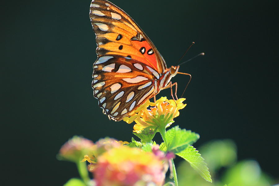 Fall Butterfly Photograph by Toni and Rene Maggio