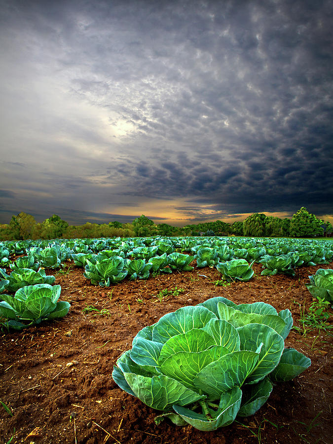 Landscape Photograph - Fall Cabbage by Phil Koch