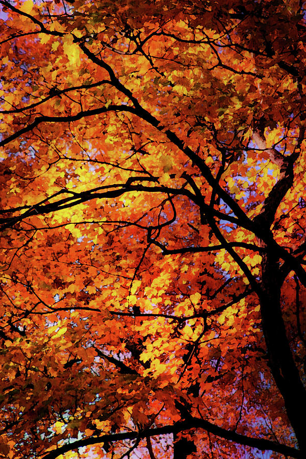 Fall Canopy 7113 DP_2 Photograph by Steven Ward