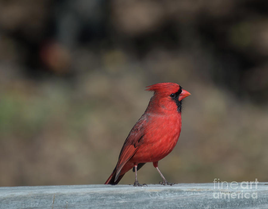 Fall Cardinal 1 Photograph
