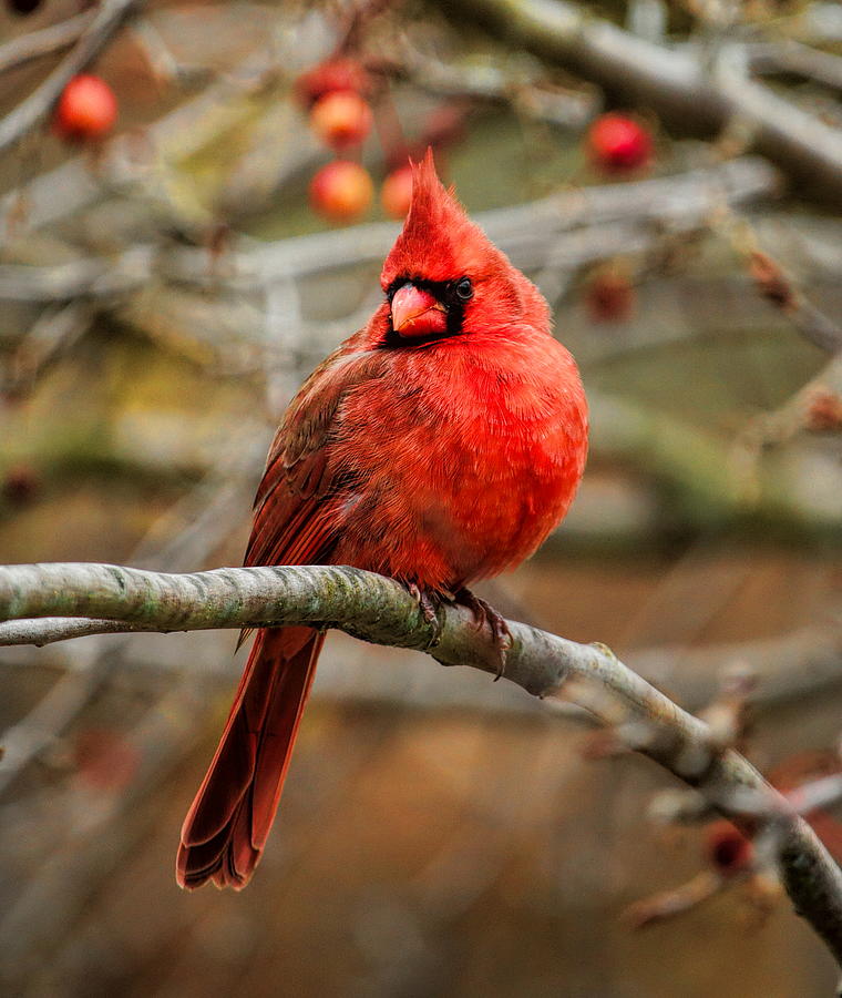 Fall Cardinal Photograph by Dale Kauzlaric
