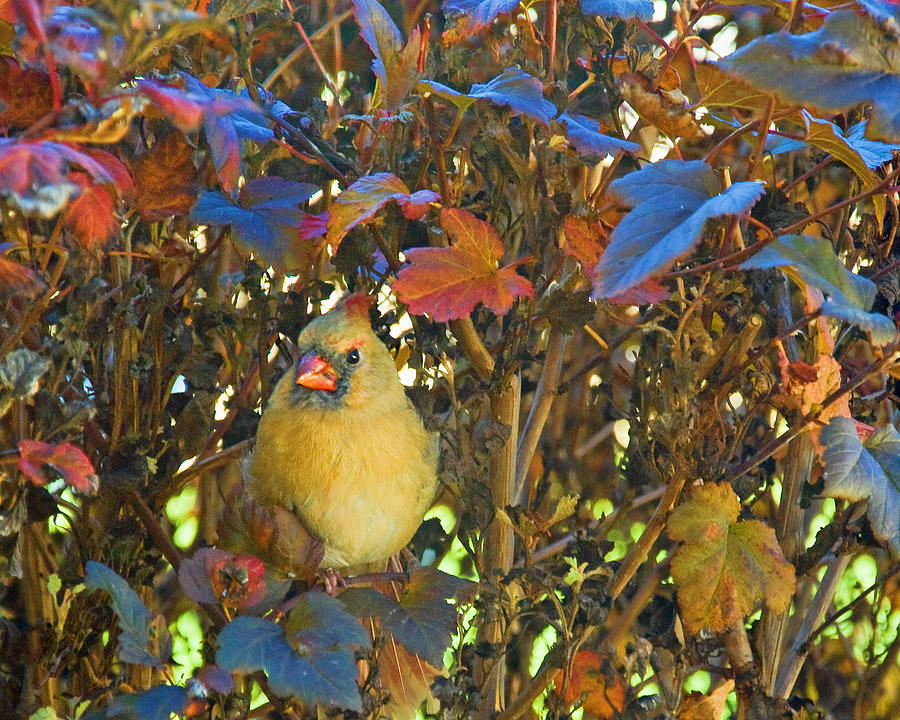 Fall Cardinal Photograph by Richard Oliver - Fine Art America