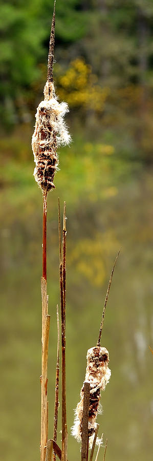 Fall Cattails P 6635 Photograph by Jerry Sodorff